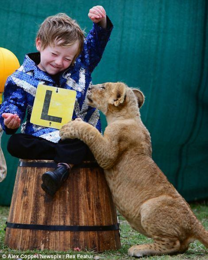Pequeño artista de circo y su cachorro de león mascota Tsimbi