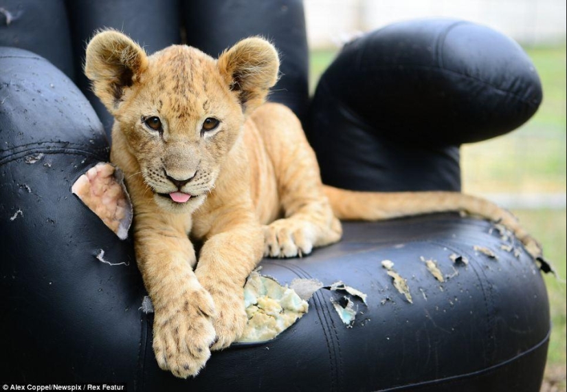 Pequeño artista de circo y su cachorro de león mascota Tsimbi