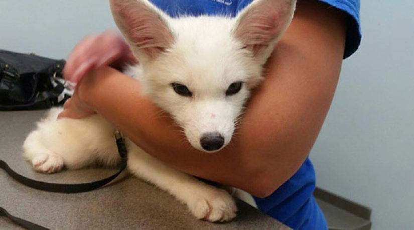 Pequeños bromistas cachorros de zorro Frigga y Odin