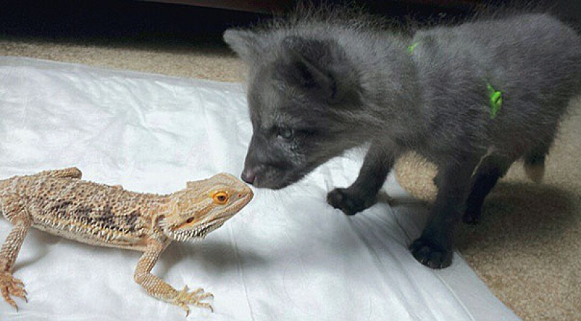 Pequeños bromistas cachorros de zorro Frigga y Odin
