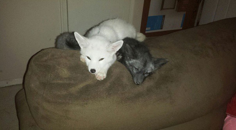 Pequeños bromistas cachorros de zorro Frigga y Odin