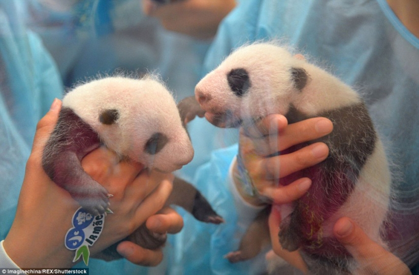 Pequeños pandas gemelos se mostraron al público por primera vez en Macao