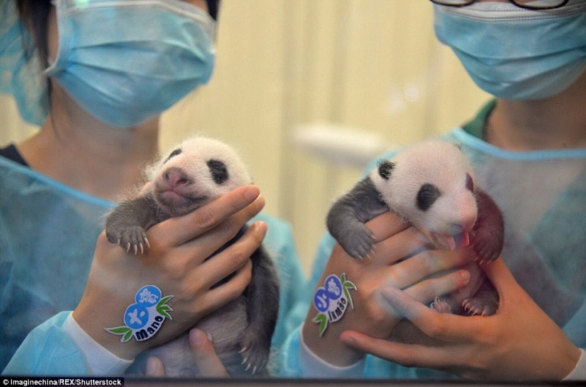 Pequeños pandas gemelos se mostraron al público por primera vez en Macao