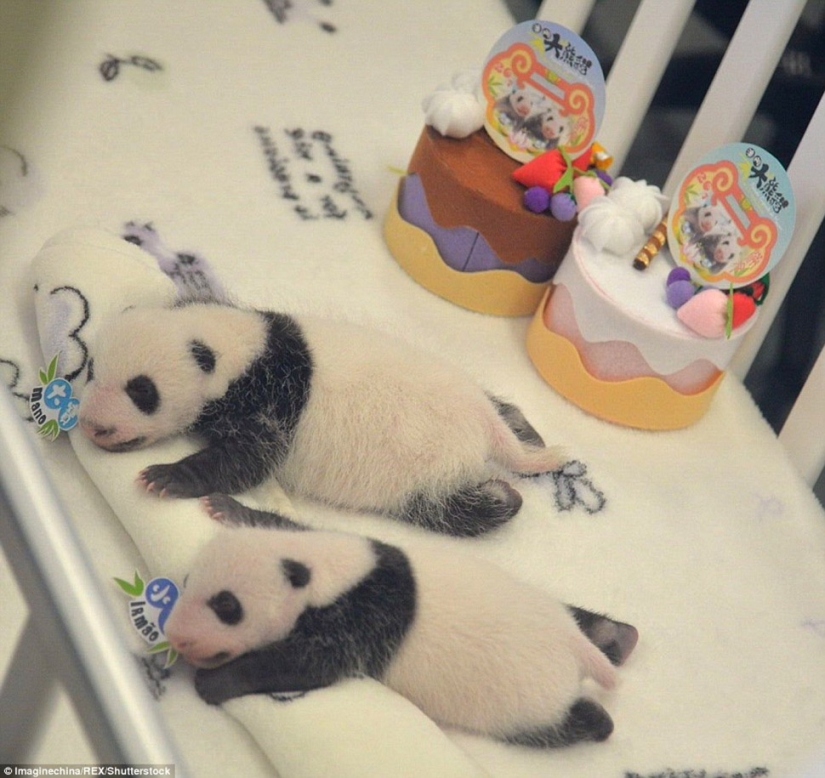 Pequeños pandas gemelos se mostraron al público por primera vez en Macao