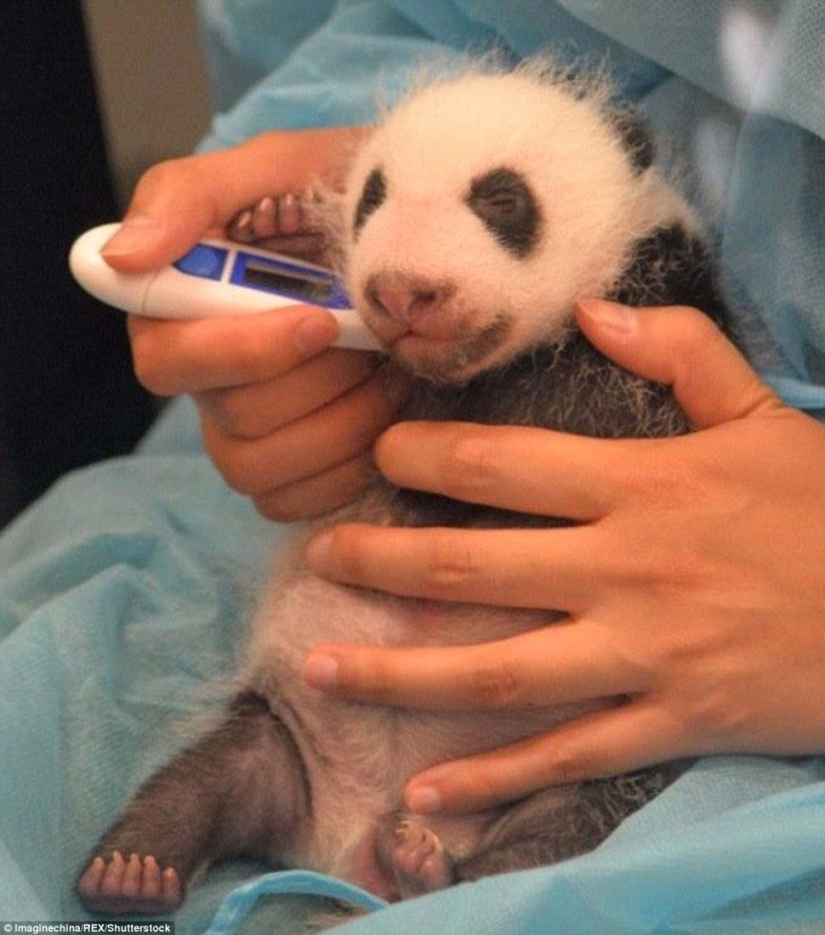 Pequeños pandas gemelos se mostraron al público por primera vez en Macao