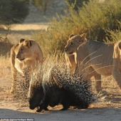 Perforar la nariz de un león, o no atacar a un puercoespín si no quieres perforarte la nariz