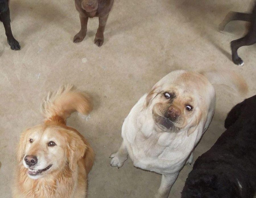 Perro, lo tienes todo mezclado...