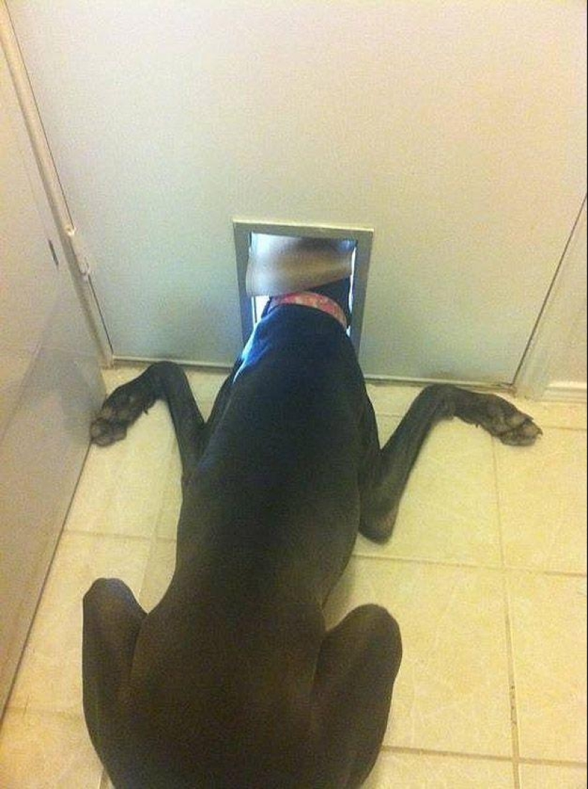 Perro, lo tienes todo mezclado...