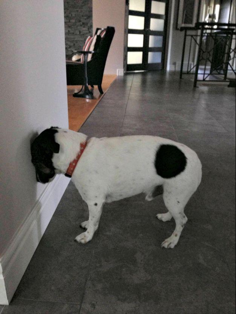 Perro, lo tienes todo mezclado...