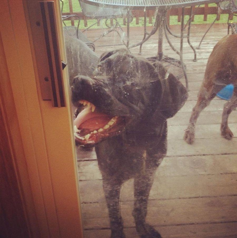 Perro, lo tienes todo mezclado...
