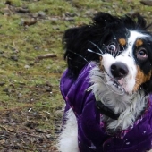 Perro, lo tienes todo mezclado...