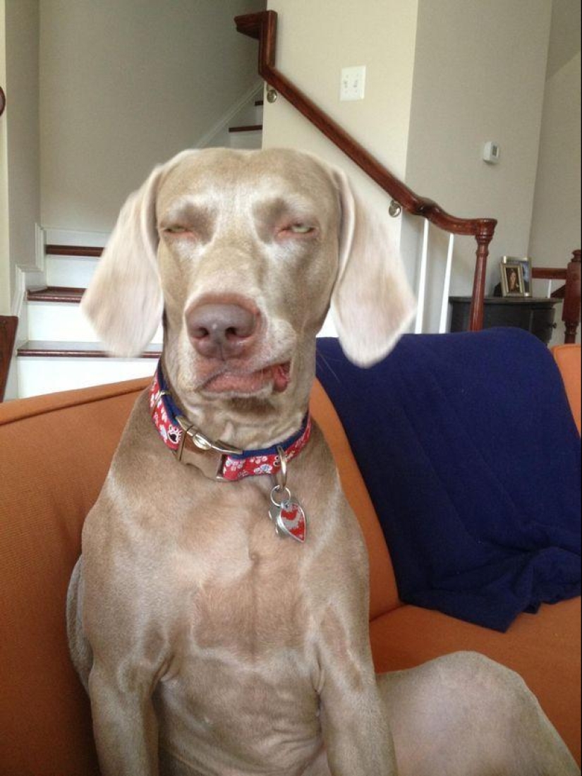 Perro, lo tienes todo mezclado...
