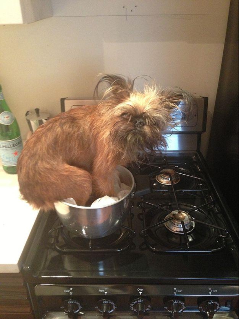 Perro, lo tienes todo mezclado...