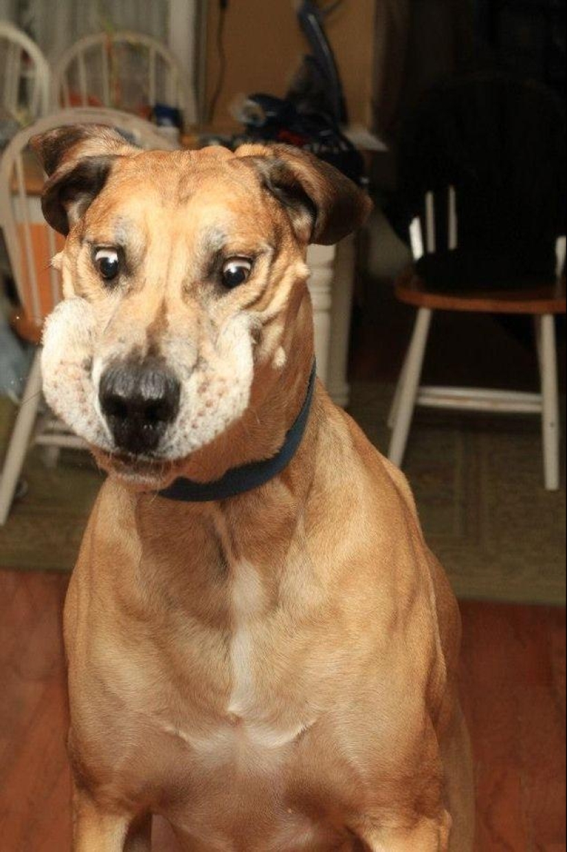 Perro, lo tienes todo mezclado...