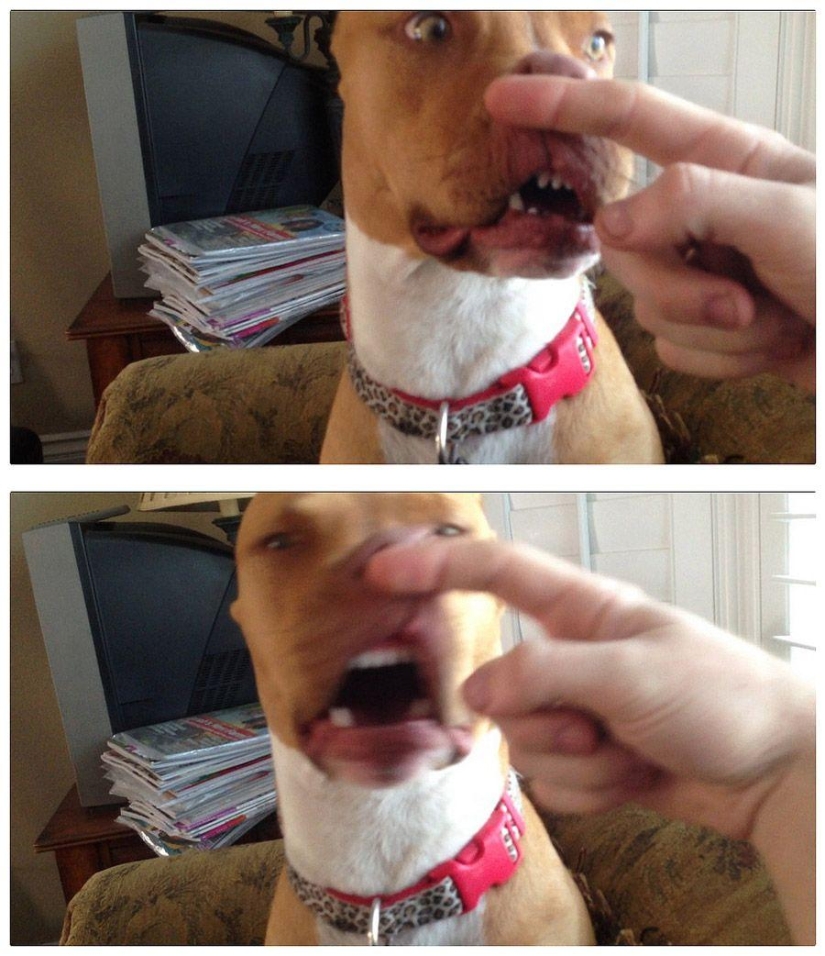Perro, lo tienes todo mezclado...