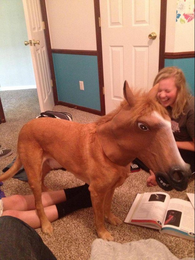 Perro, lo tienes todo mezclado...