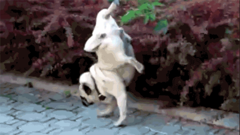 Perro, lo tienes todo mezclado...