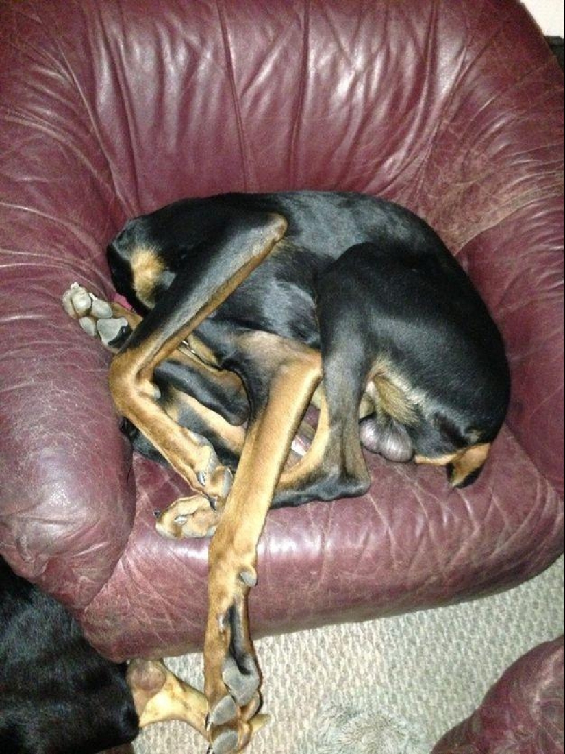 Perro, lo tienes todo mezclado...