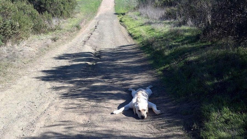 Perro, lo tienes todo mezclado...