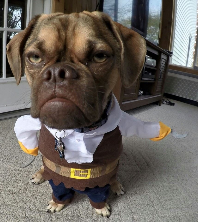 Perro melancólico conquista Internet y vuestros corazones