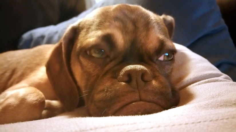 Perro melancólico conquista Internet y vuestros corazones