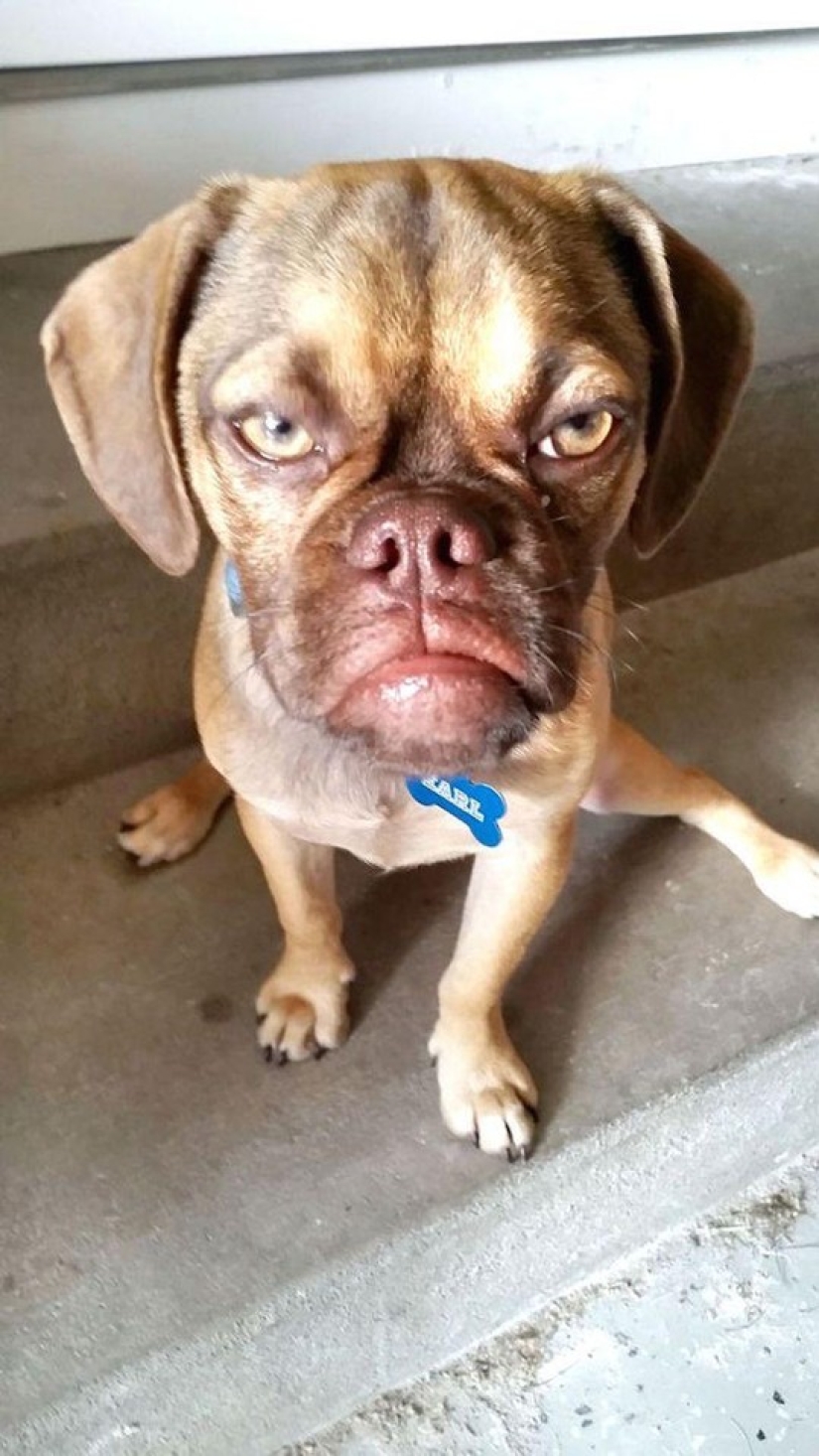 Perro melancólico conquista Internet y vuestros corazones