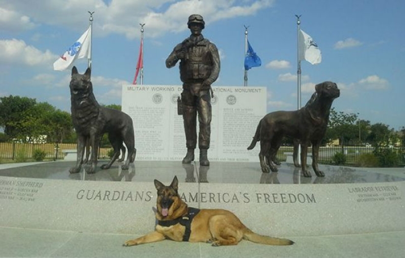 Perro que perdió una pierna mientras servía en Afganistán recibió una medalla Perro que perdió una pierna mientras servía en Afganistán recibió una medalla