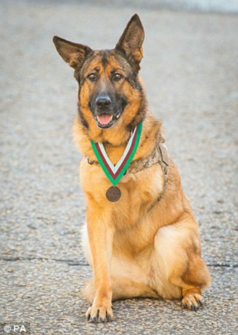 Perro que perdió una pierna mientras servía en Afganistán recibió una medalla Perro que perdió una pierna mientras servía en Afganistán recibió una medalla