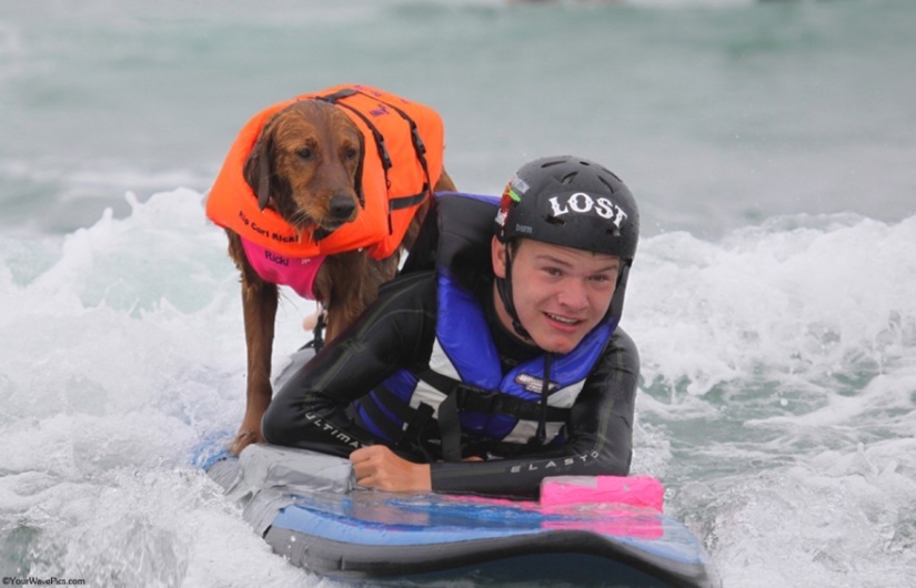 Perro Ricochet surfea con enfermos y los ayuda a recuperarse