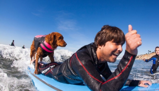 Perro Ricochet surfea con enfermos y los ayuda a recuperarse