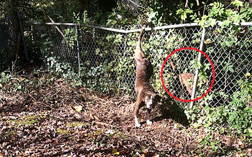 Perro se quedó dos días con su novia en apuros Perro se quedó dos días con su novia en apuros