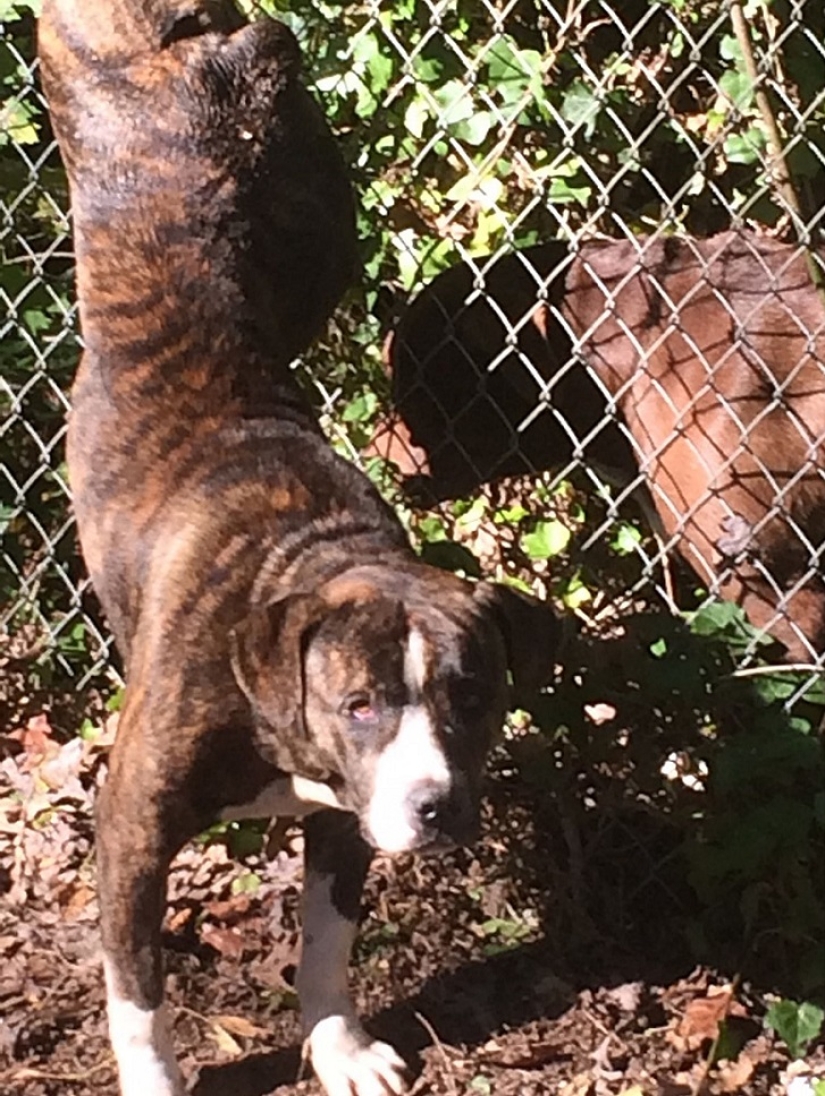 Perro se quedó dos días con su novia en apuros Perro se quedó dos días con su novia en apuros