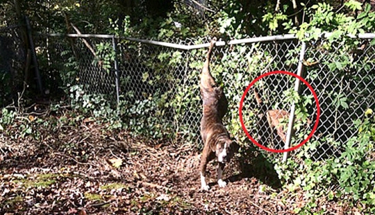 Perro se quedó dos días con su novia en apuros