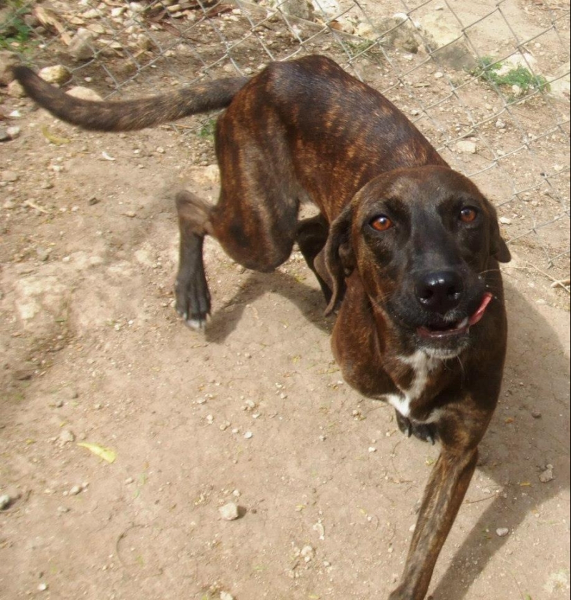 Perros callejeros antes y después del refugio