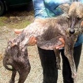 Perros callejeros antes y después del refugio