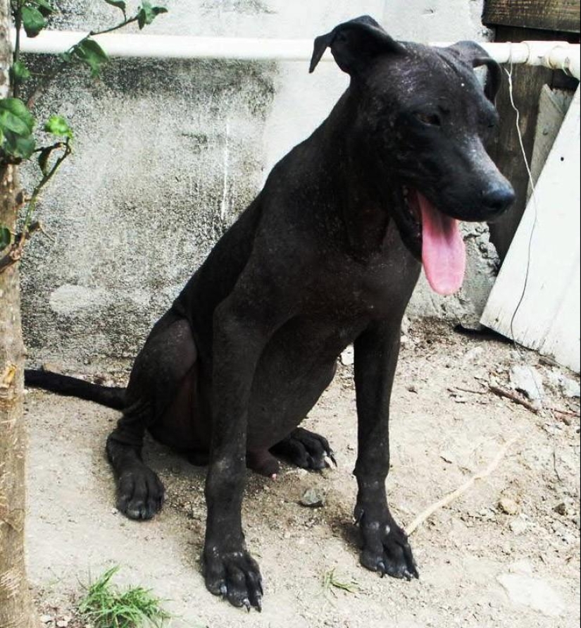 Perros callejeros antes y después del refugio