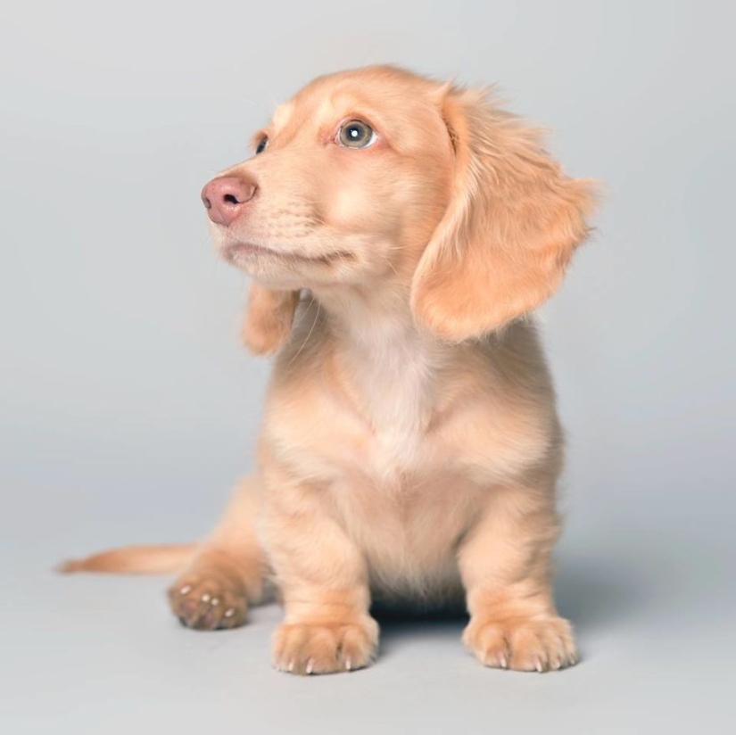 Perros carismáticos que parecen querer decirnos algo Perros carismáticos que parecen querer decirnos algo