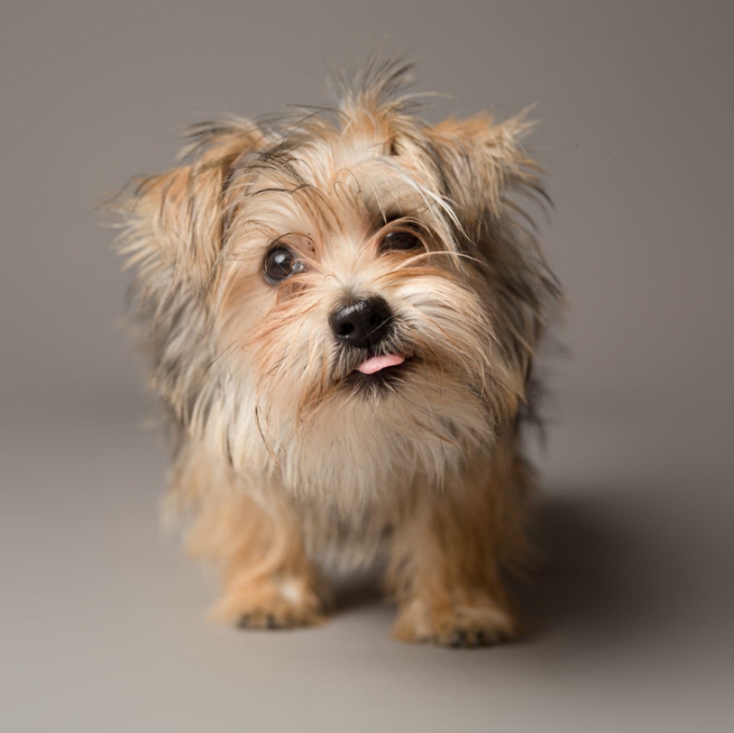 Perros carismáticos que parecen querer decirnos algo Perros carismáticos que parecen querer decirnos algo