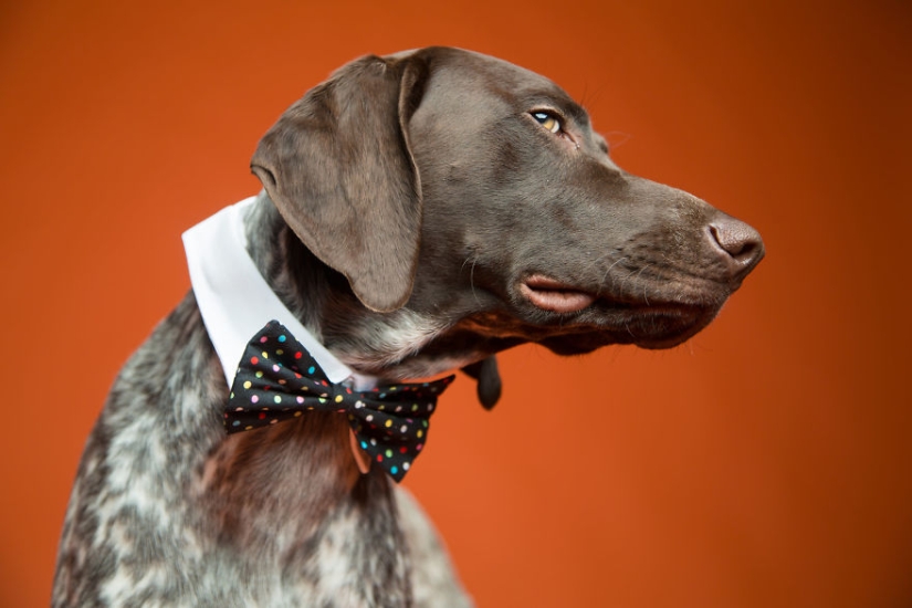 Perros carismáticos que parecen querer decirnos algo Perros carismáticos que parecen querer decirnos algo