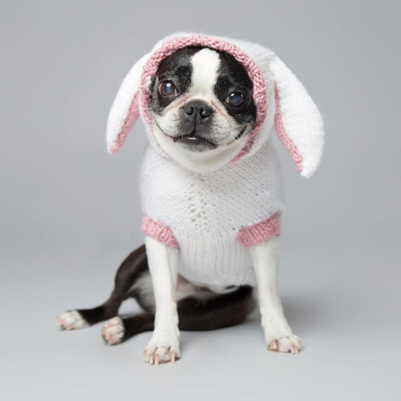 Perros carismáticos que parecen querer decirnos algo Perros carismáticos que parecen querer decirnos algo