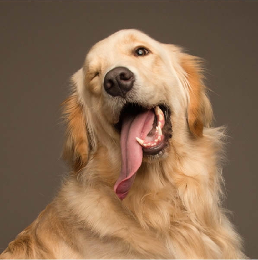 Perros carismáticos que parecen querer decirnos algo Perros carismáticos que parecen querer decirnos algo