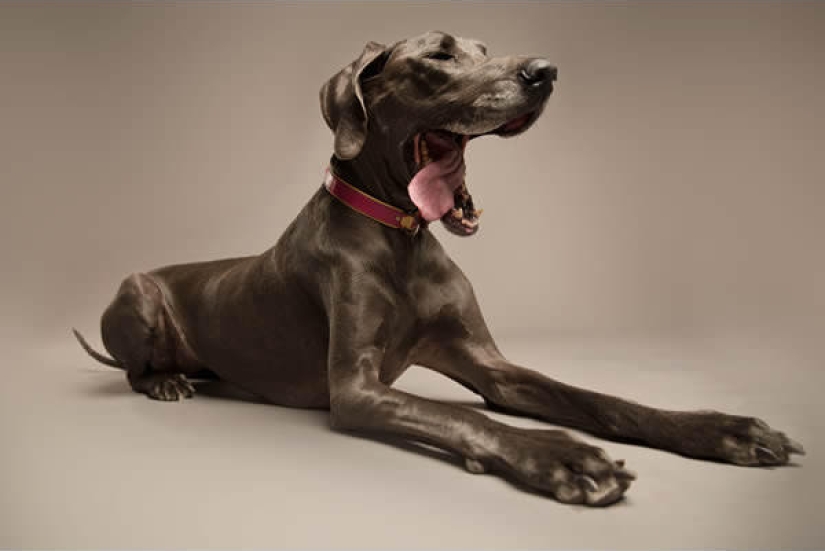 Perros carismáticos que parecen querer decirnos algo Perros carismáticos que parecen querer decirnos algo