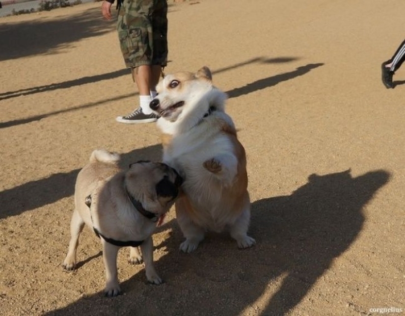 Perros hilarantes están conmocionados por lo que está sucediendo.