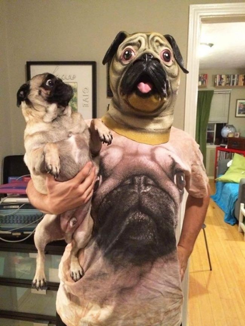 Perros hilarantes están conmocionados por lo que está sucediendo.