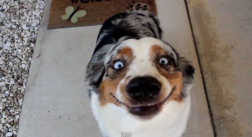 Perros hilarantes están conmocionados por lo que está sucediendo.