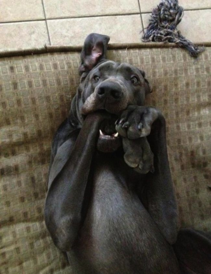 Perros hilarantes están conmocionados por lo que está sucediendo.