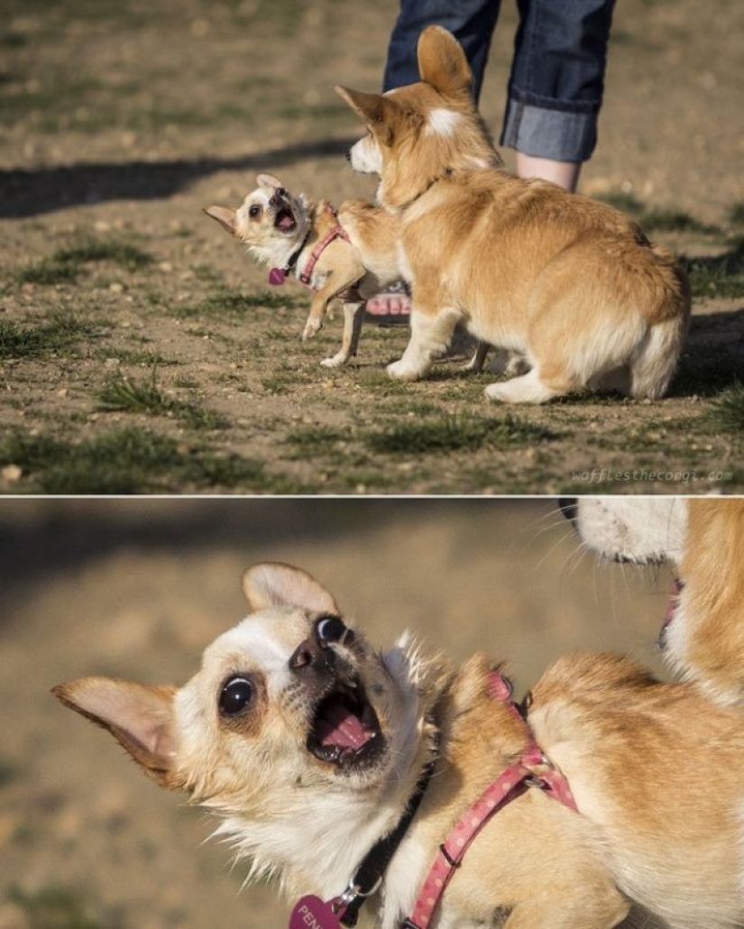 Perros hilarantes están conmocionados por lo que está sucediendo.