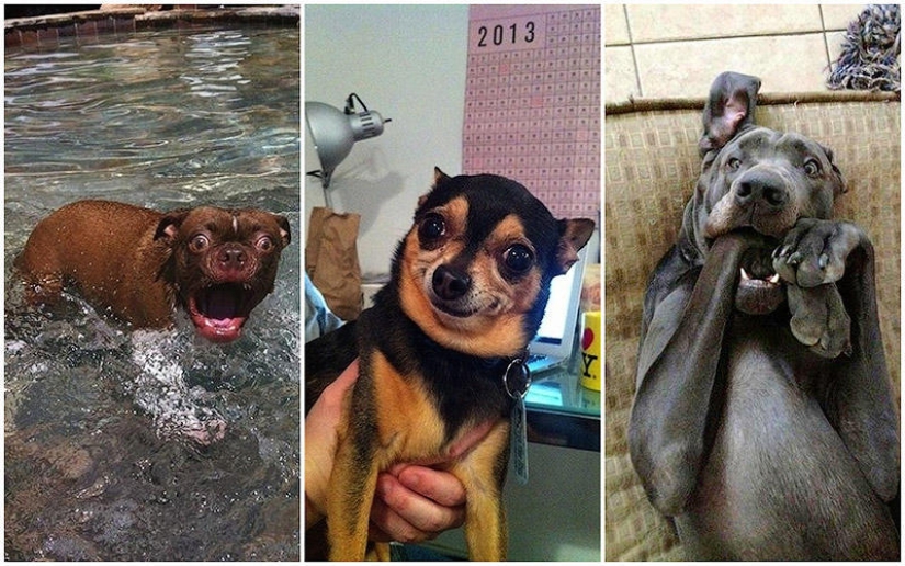 Perros que simplemente no pueden...