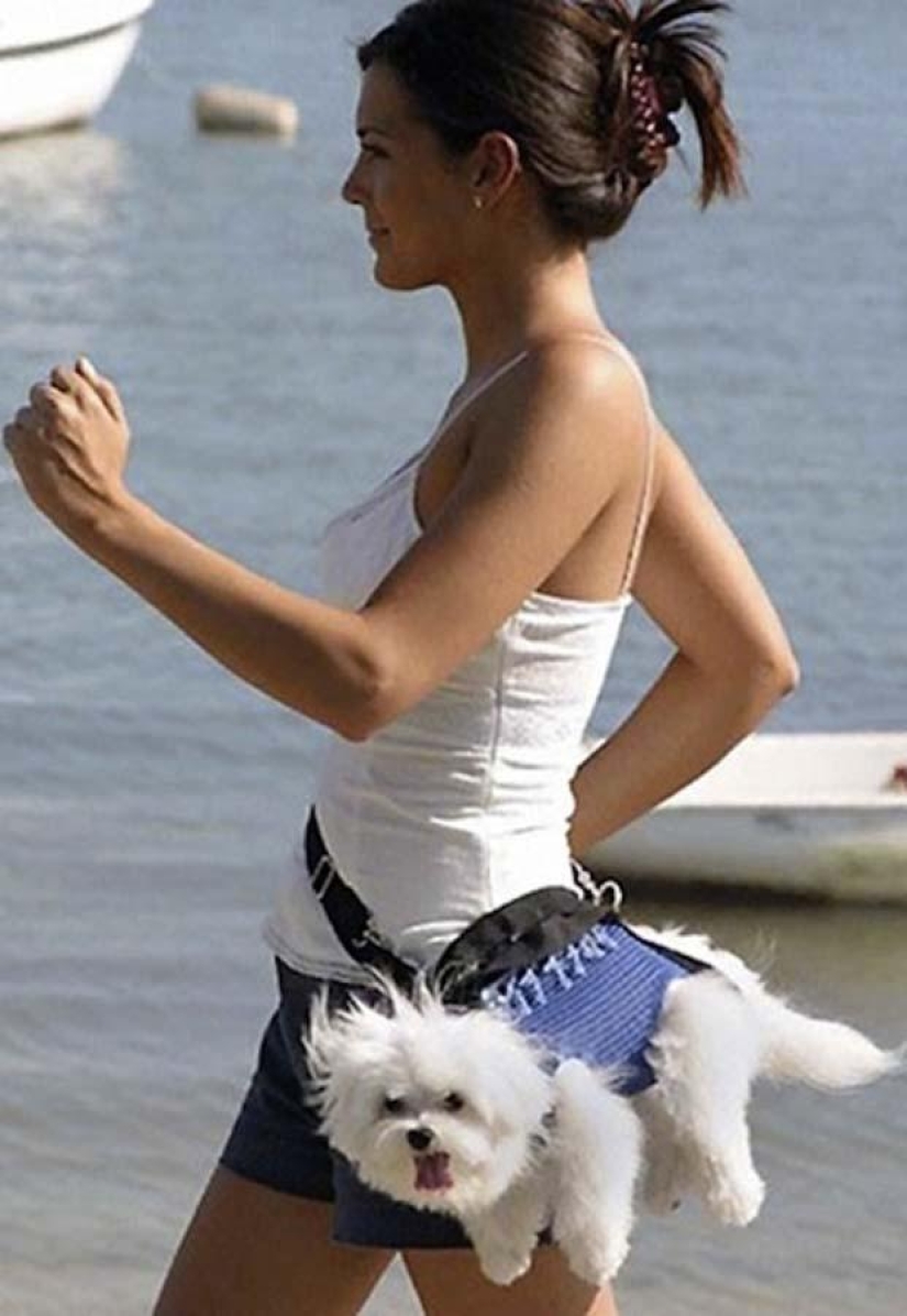 Perros que simplemente no pueden...