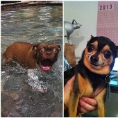 Perros que simplemente no pueden...